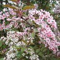Prunus padus 'Coloratus' P18 P28 (2)